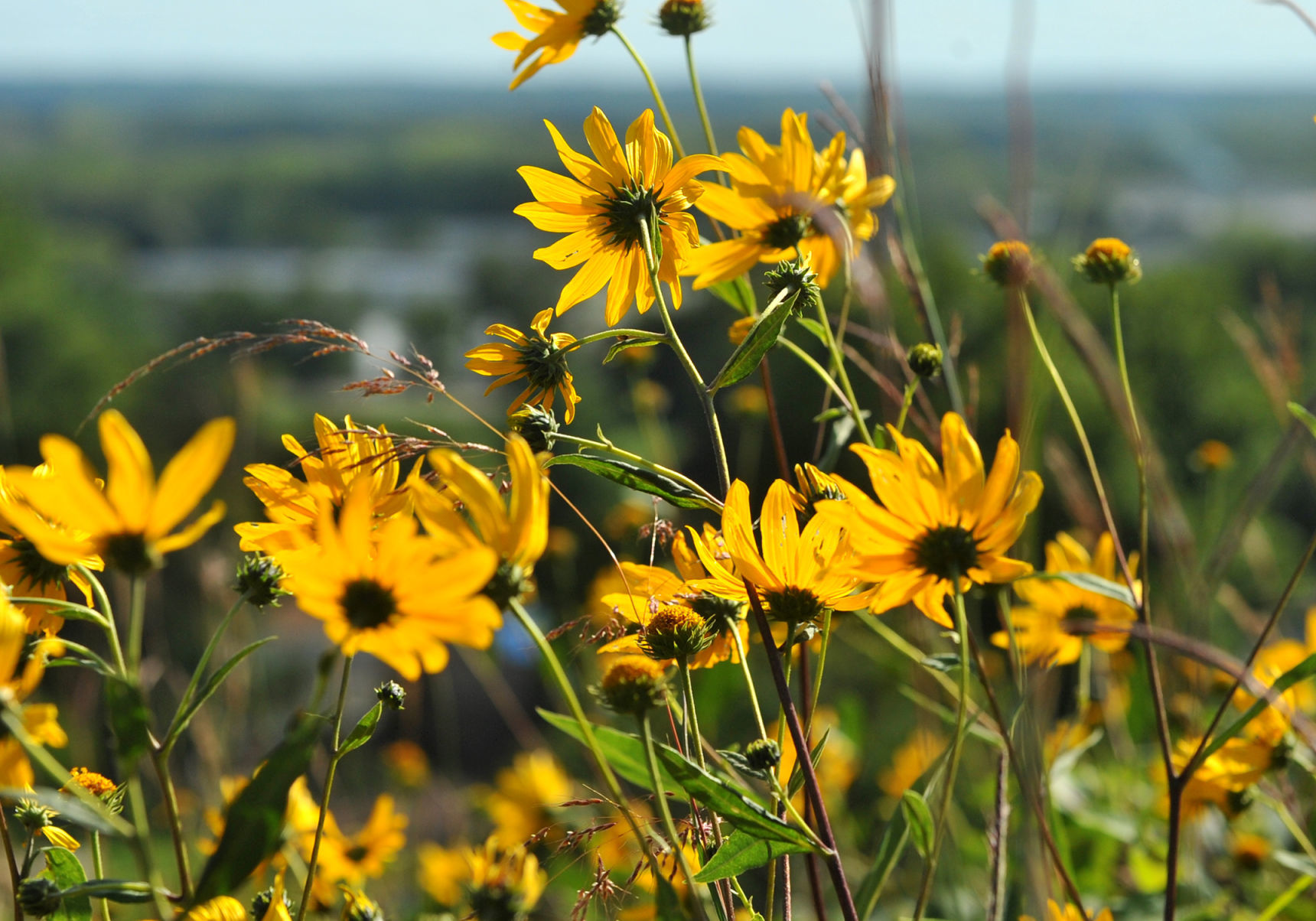 Davenport Fairmount Cemetery prairie